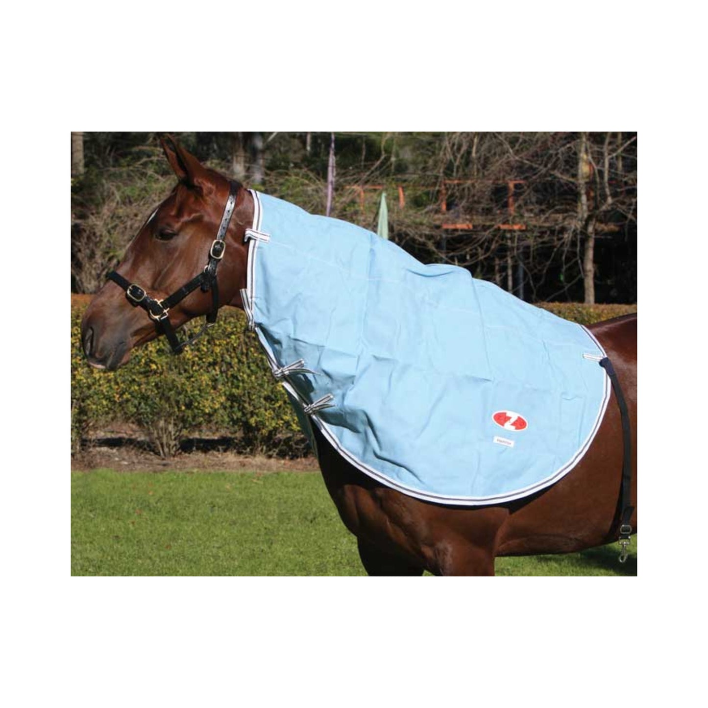 Zilco Hamilton Neck Rug