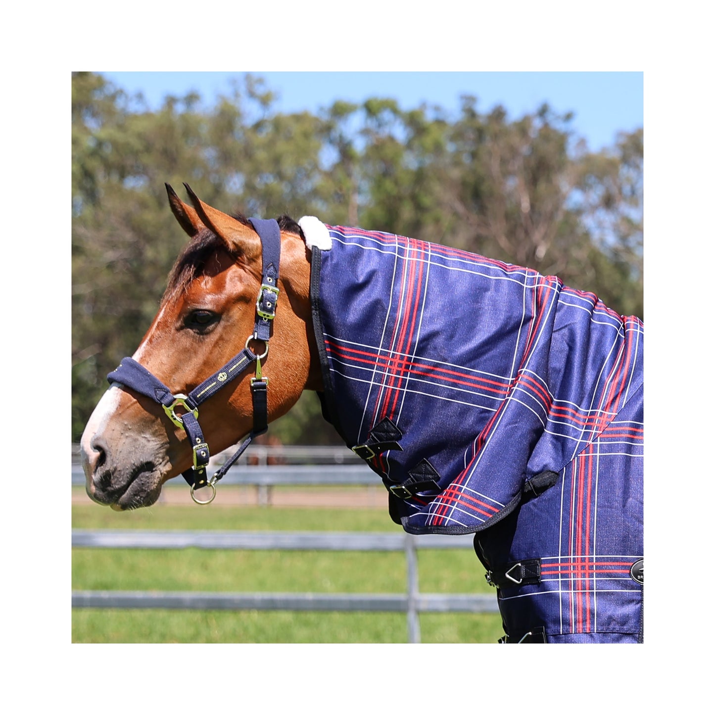 Crusader 200 Neck Rug