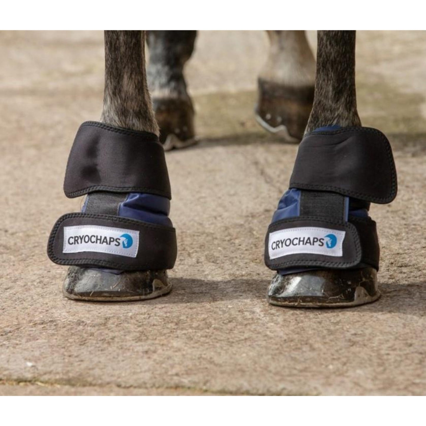 Cryochaps Absolute Ice Wrap Pair Pastern/Hocks/Knees - The Horse Shop AU