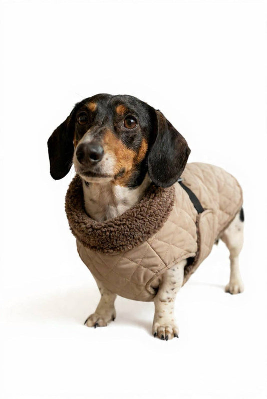 The Snuggie - Water shower proof Dachshund jacket