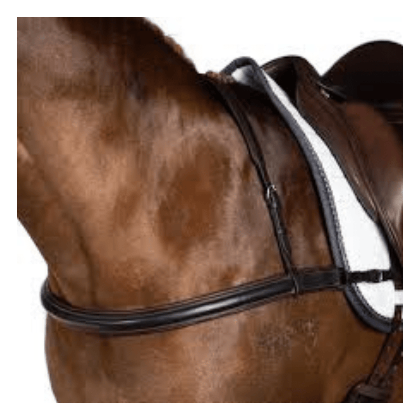 Dressage Straight Breastplate Havana | Flexible Fit - The Horse Shop AU