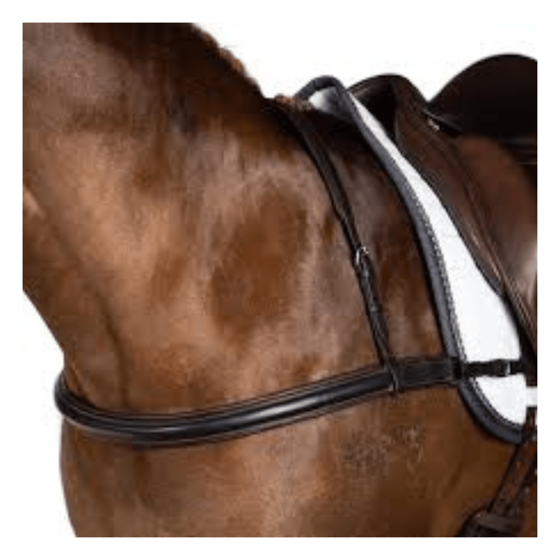 Dressage Straight Breastplate Havana | Flexible Fit - The Horse Shop AU