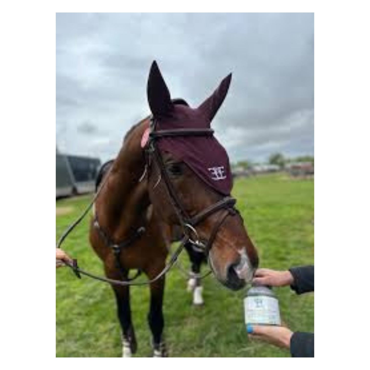 Ear Bonnet Burgundy | Equus Elite - The Horse Shop AU