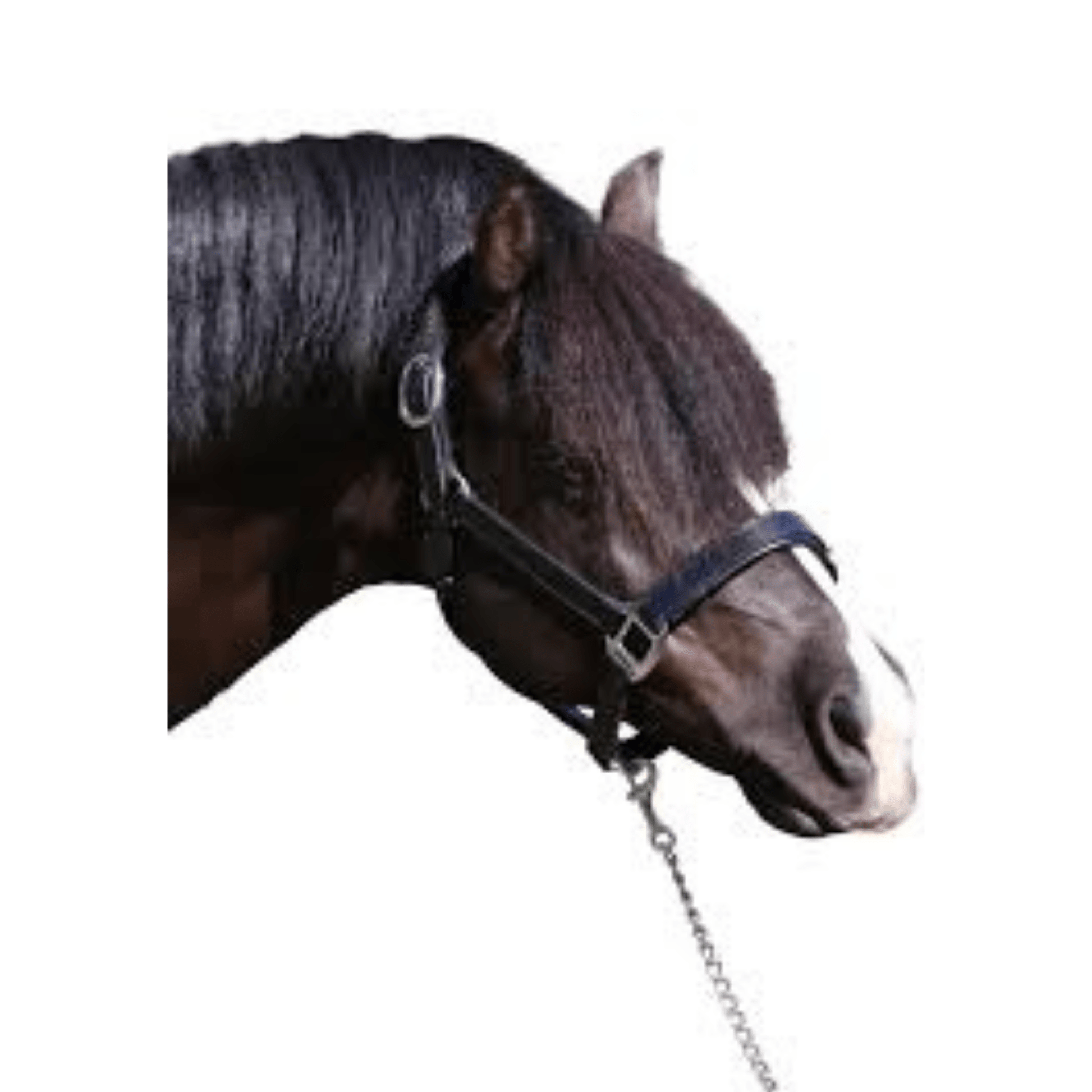 Plain Flat Stainless Steel Black Halter | Flexible Fit - The Horse Shop AU