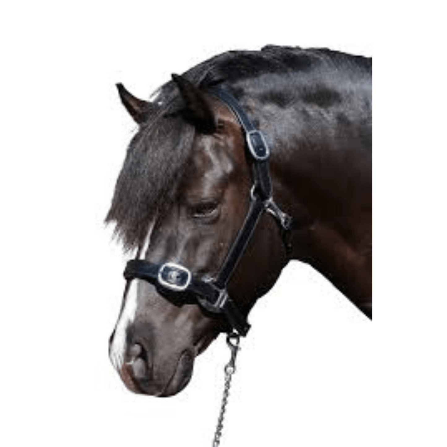 Plain Flat Stainless Steel Black Halter | Flexible Fit - The Horse Shop AU