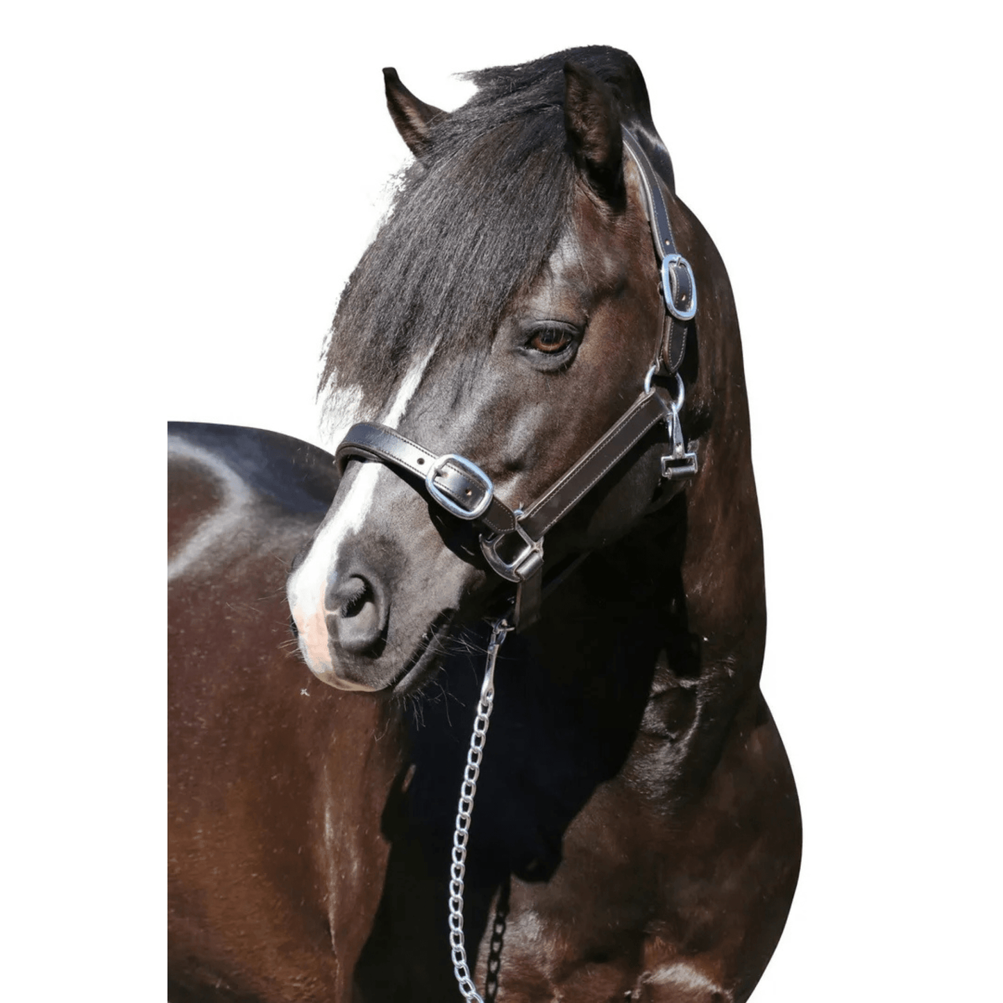 Plain Flat Stainless Steel Havana Halter | Flexible Fit - The Horse Shop AU