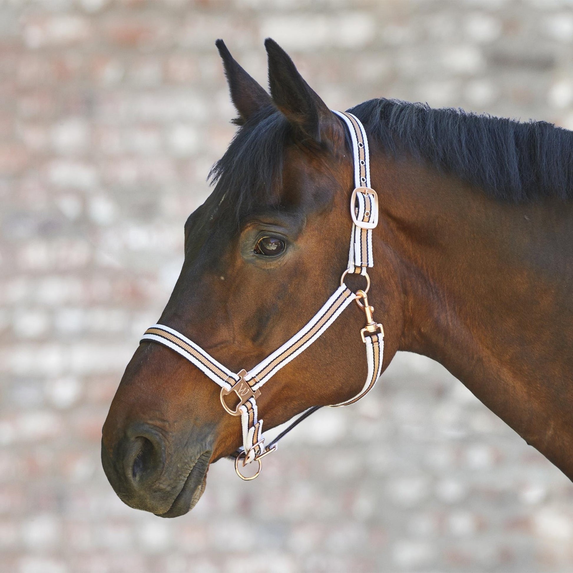 Waldhausen Halter Rose Shine White Full - The Horse Shop AU